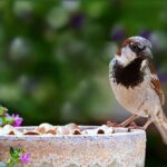 Soins d'oiseau domestique