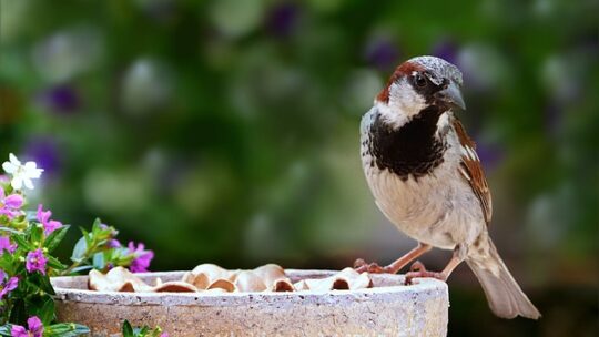 Les 7 premiers soins essentiels pour un oiseau domestique