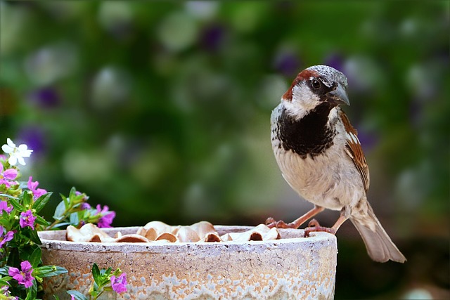 Soins d'oiseau domestique