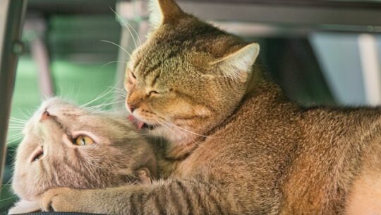 Les signes révélateurs du bonheur chez votre chat