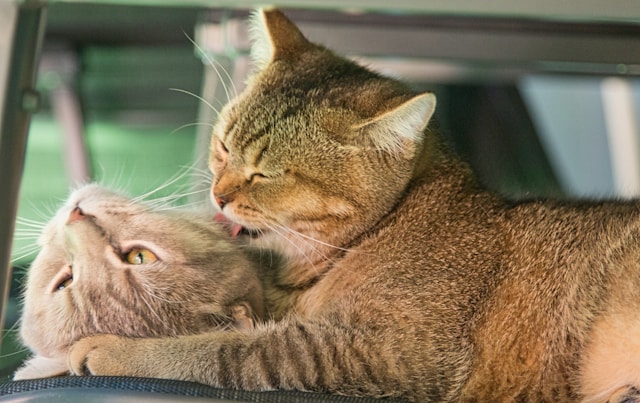 Signes du bonheur de chat