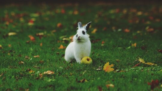 Les signes révélateurs de la bonne santé chez votre lapin