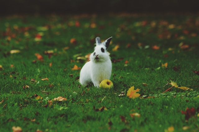 Les signes révélateurs de la bonne santé chez votre lapin