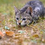 Faune sauvage sur nos animaux