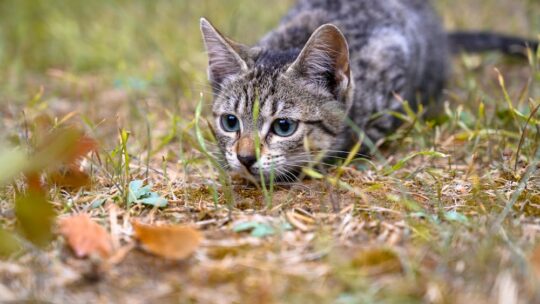 Les impacts de la faune sauvage sur nos animaux domestiques