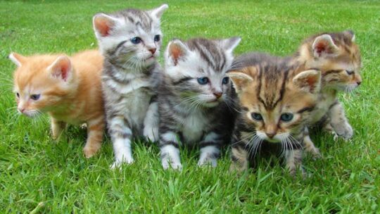 Découvrez comment réussir la socialisation de votre chaton