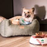 Alimentation pour chien