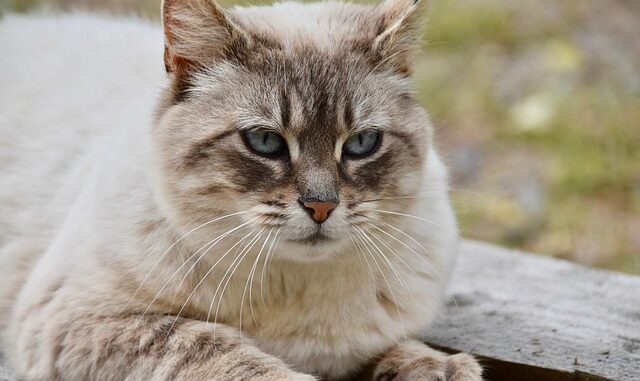 langue au chat langue au chat